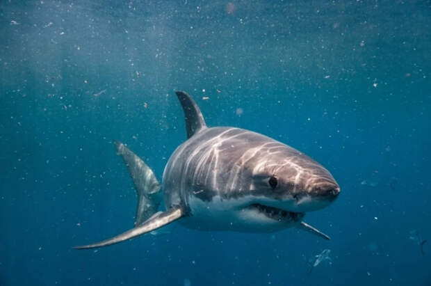 Туристка из Канады попыталась сфотографировать акулу и лишилась рук