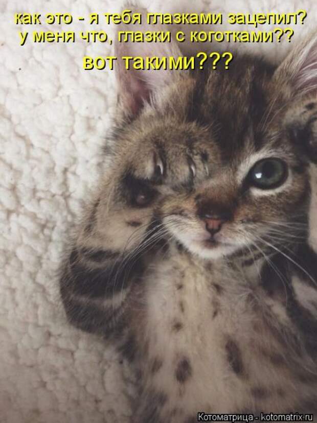 Лучшие котоматрицы недели (50 фото)