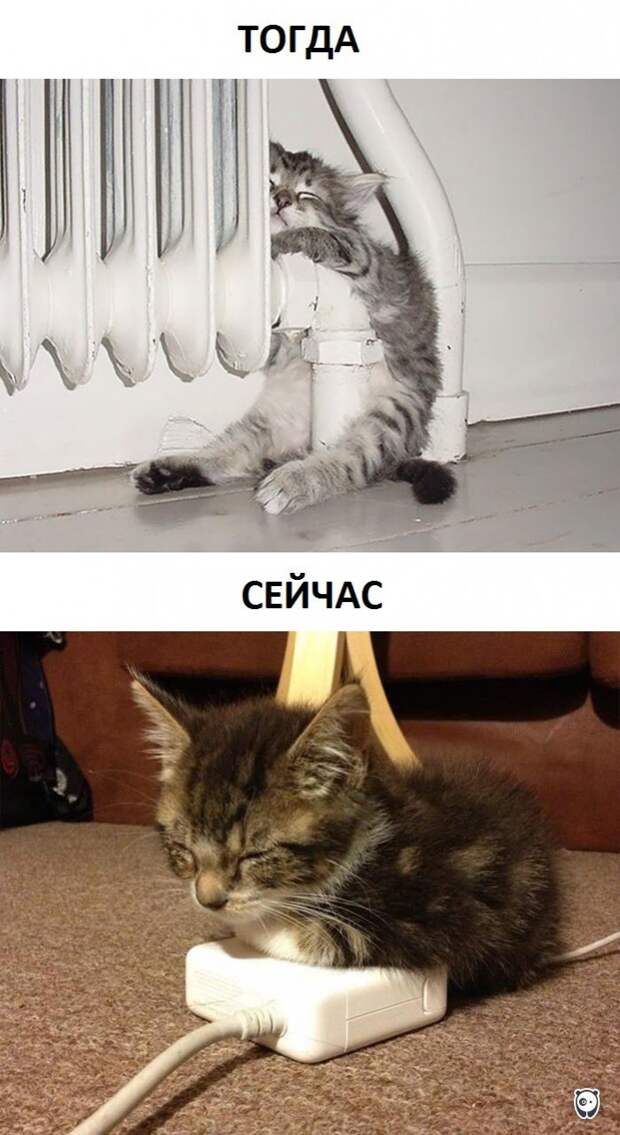 Как изменилась жизнь котов с появлением современных технологий животные, прикол