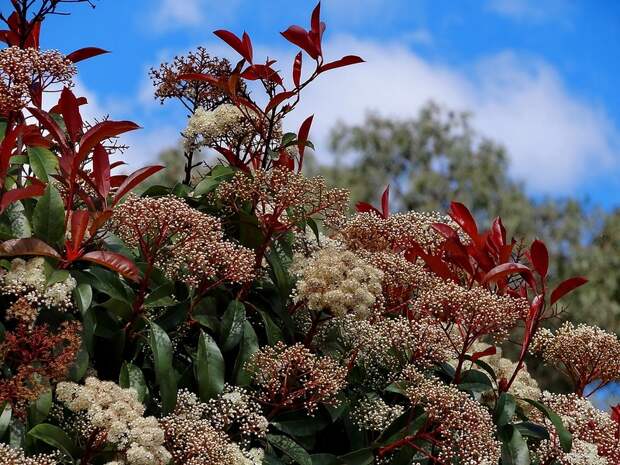 Весна. Цветет фотиния.