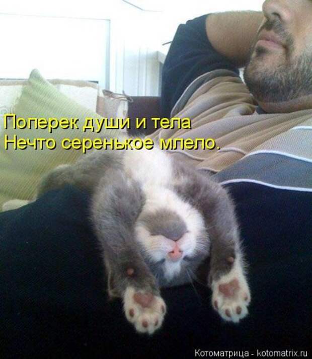 Свежая котоматрица для всех (33 фото)
