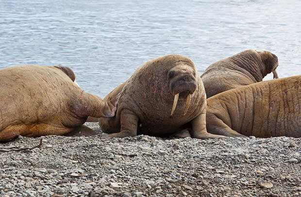 Осенью одно из крупнейших лежбищ моржей перестало быть «холостяцким»