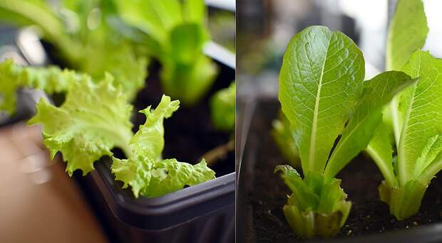 Мастер-класс по зимнему выращиванию листового салата в горшке на витаминную зелень