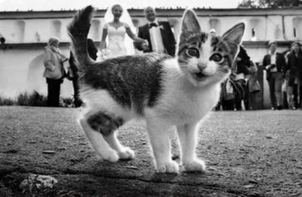 Свадебные фотобомбы (32 шт)