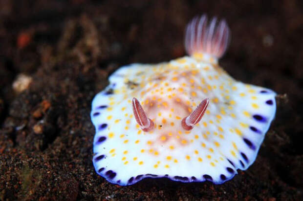 Dandys in the frame - photo of marine mollusks