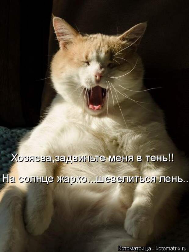 Котоматрица: Хозяева,задвиньте меня в тень!! На солнце жарко...шевелиться лень...