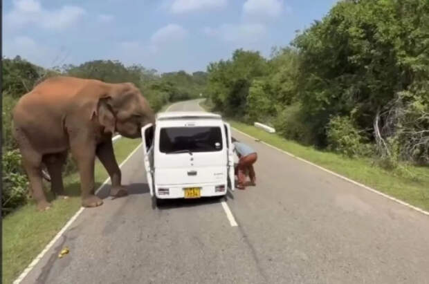 Туристы из РФ рассказали, как на Шри-Ланке на их машину напал слон