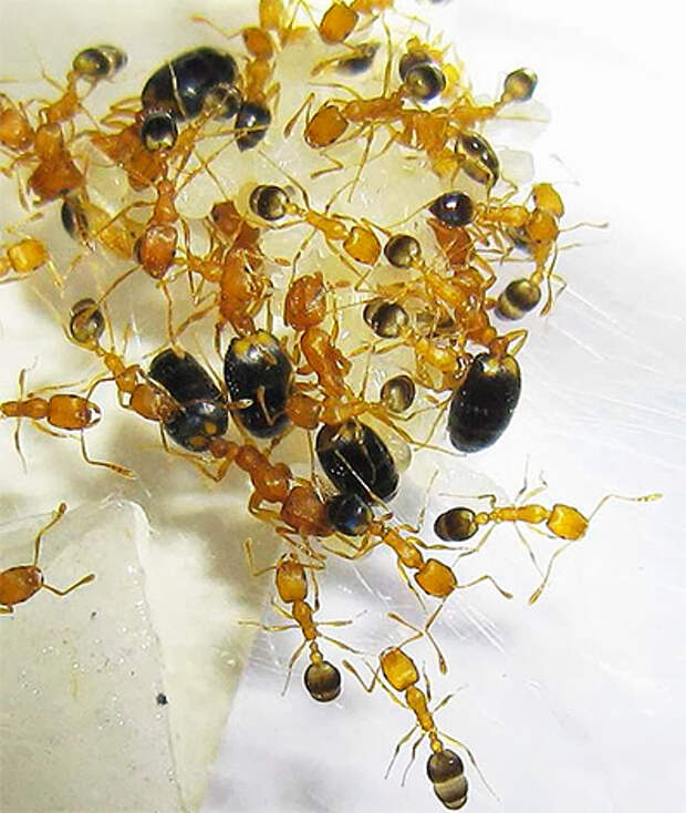 Домашние муравьи обитают в колониях, причем не всегда муравейник располагается непосредственно в квартире