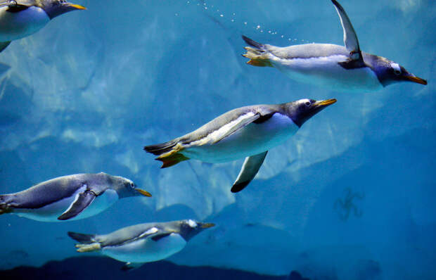 Пингвины в зоопарке Детройта