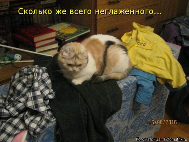 Лучшие котоматрицы недели (50 фото)
