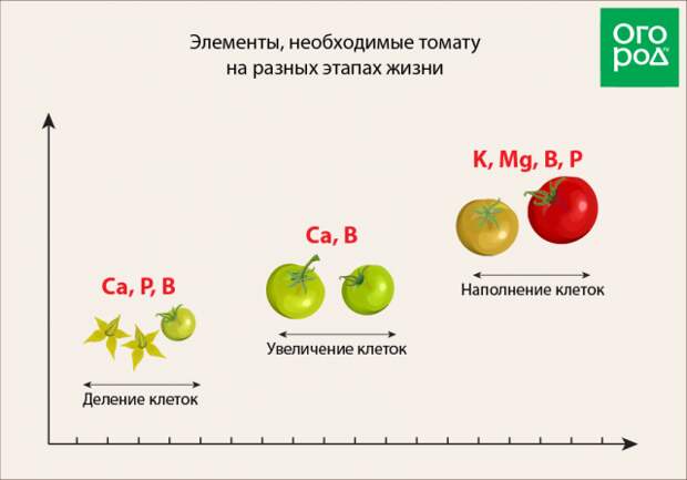 чем как и когда подкормить помидоры