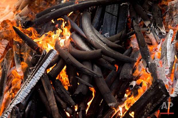 В Камеруне сожгли 2000 слоновьих бивней в рамках акции против браконьерства африка, защита животных, камерун, слоновая кость
