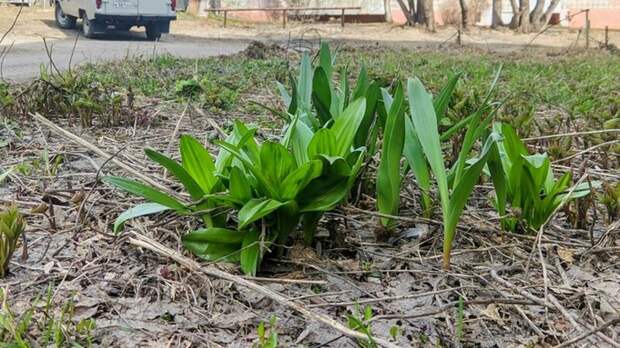 До +19. Какая погода ждет Алтайский край 7 апреля