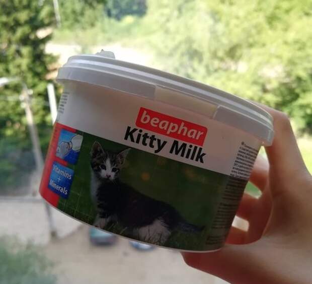 Как ухаживать за новорожденным котенком, если от него отказалась мама или вы нашли его на улице