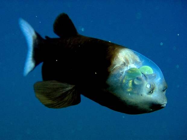 Малоротая макропинна — рыба с прозрачной головой
