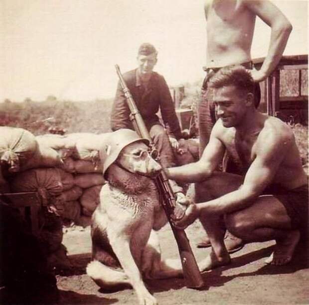 34. Немецкие солдаты и их пес, 1940 г. архивные снимки, архивные фото, исторические кадры, исторические фото, исторические фотографии, история, старые фото, черно-белые снимки