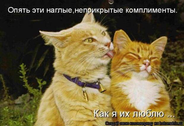 Лучшая котоматрица недели (38 фото)