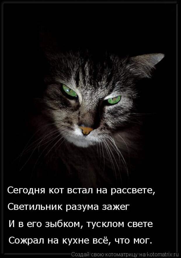 Котоматрица: Сожрал на кухне всё, что мог. И в его зыбком, тусклом свете Светильник разума зажег Сегодня кот встал на рассвете,
