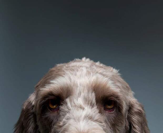 Портреты собак от Жерарда Чарльза Гетингса (11 фото)