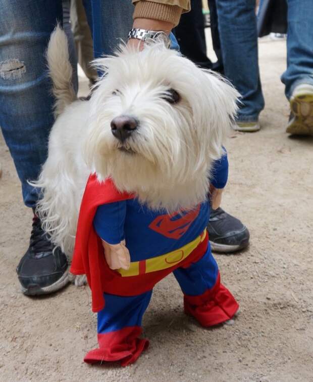 собака-супермэн