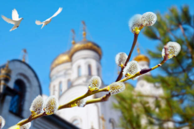 Флорист Весенняя: верба может простоять год, если хранить ее в сухом месте