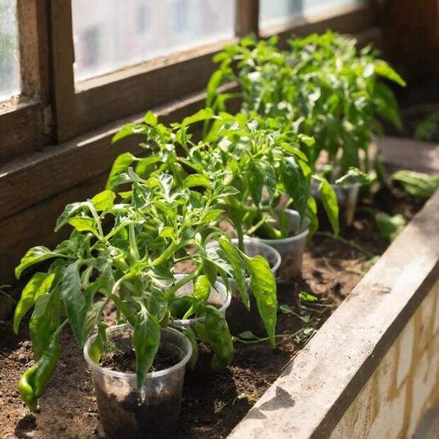 Как уговорить перец на большой урожай