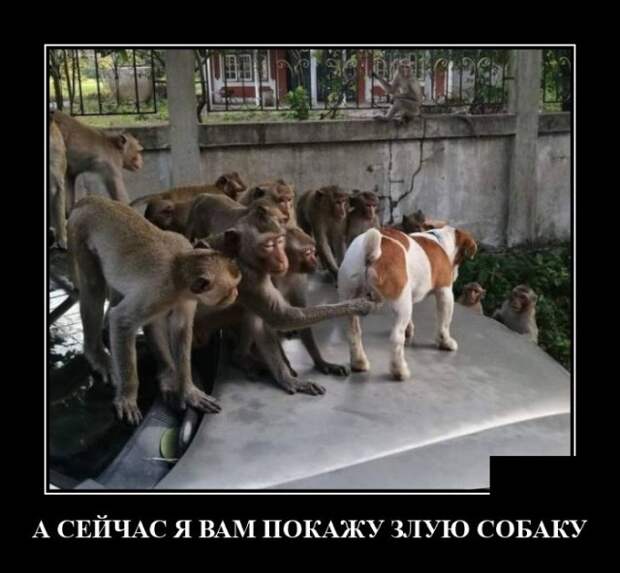 Демотиватор про злую собаку