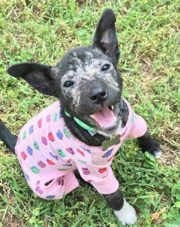 http://goodnewsanimal.ru/_nw/70/81970082.jpg