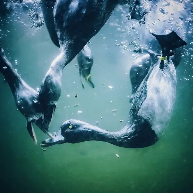 20 фото, сделанные обычными людьми, но выглядящие как работы профессионалов