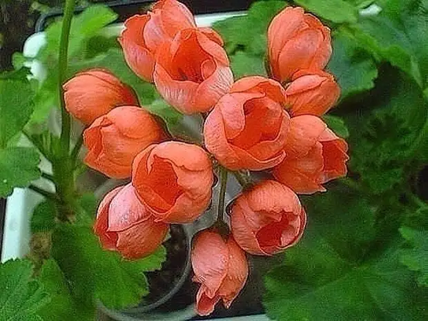 Пеларгония тюльпановидная (106 фото)
