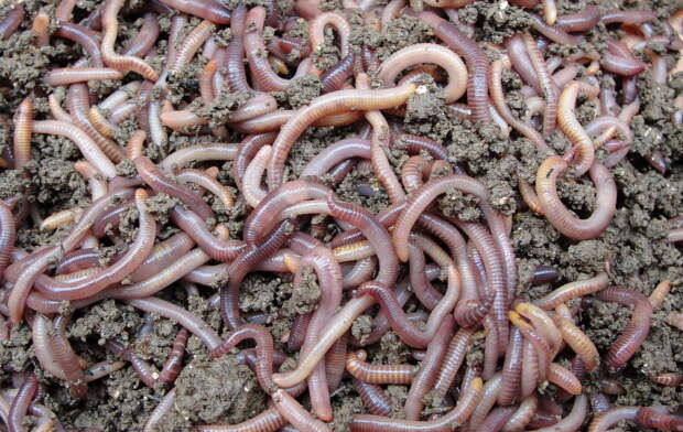 В США предупредили о распространении агрессивных прыгающих червей