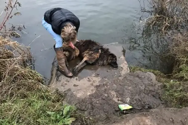 Женщина не медля ни секунды прыгнула в воду, чтобы спасти утопающую овчарку