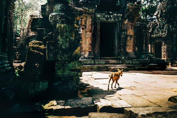 Местный житель заброшенных храмов Камбоджи