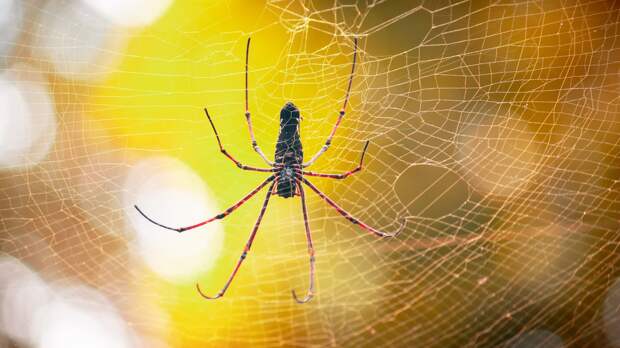 Golden Orb Weaving Spider