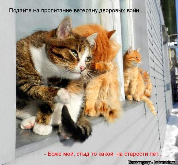 Лучшие котоматрицы недели (50 фото)
