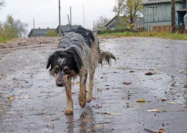 Фото облезлый пес