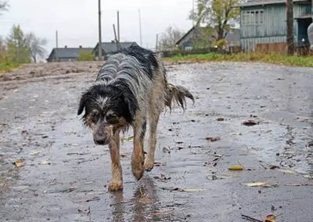 Старый пес картинка