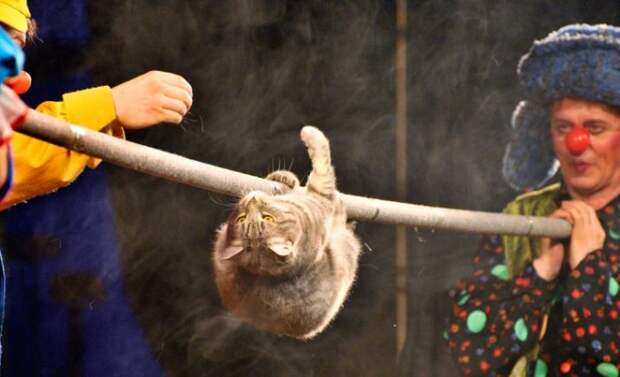Кошкотерапия: лучшие цирковые номера и эксклюзивная методика воспитания детей от Юрия Куклачева