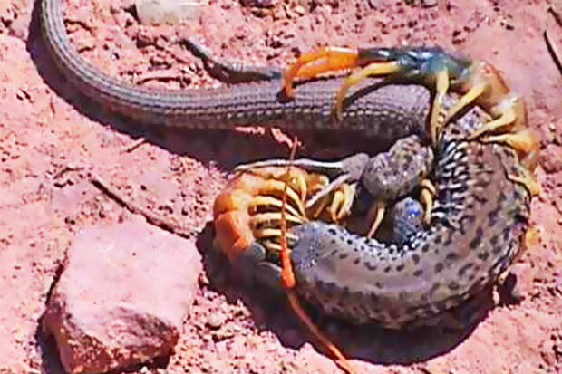 Гигантская сколопендра напала на змею: видео