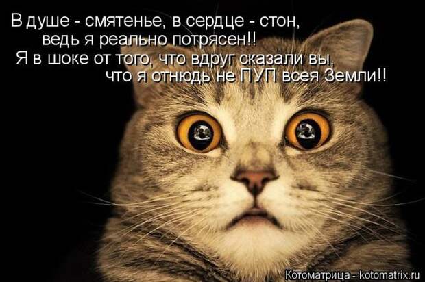 Лучшие котоматрицы недели (50 фото)