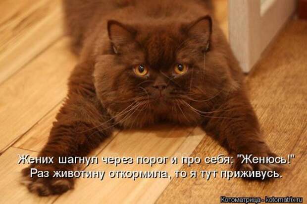 Новая котоматрица (36 фото)