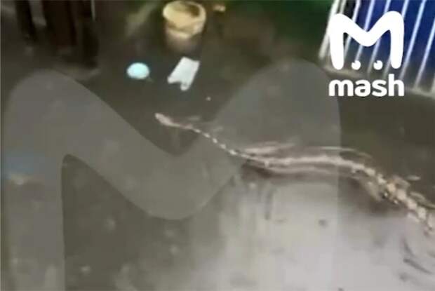 На популярном у россиян курорте питоны устроили заплыв по улицам