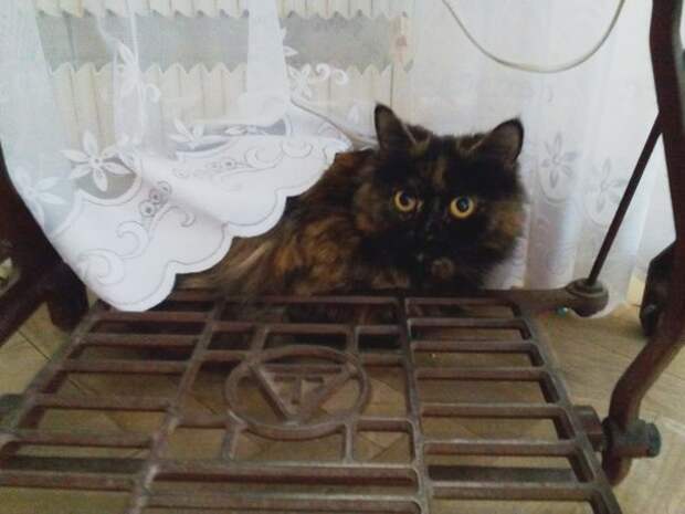 Без кота и жизнь не та
