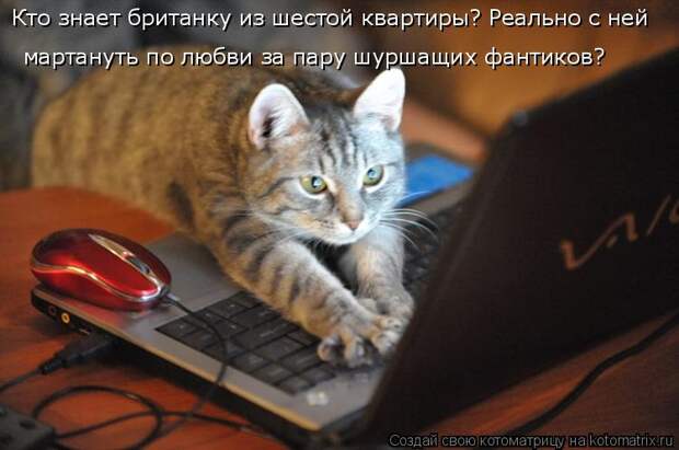 Котоматрица: Кто знает британку из шестой квартиры? Реально с ней  мартануть по любви за пару шуршащих фантиков?