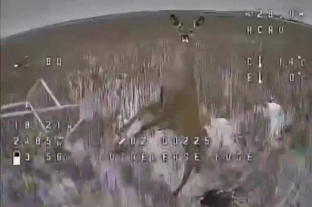 Олень атаковал летящий беспилотник в зоне СВО