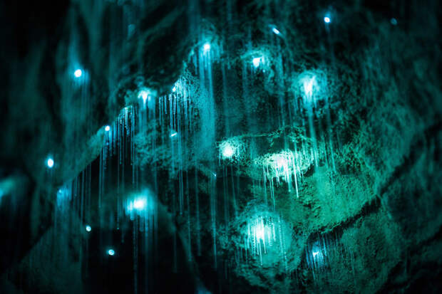Пещеры Вайтомо - звездное небо из светлячков новая зеландия, пещера, светлячок