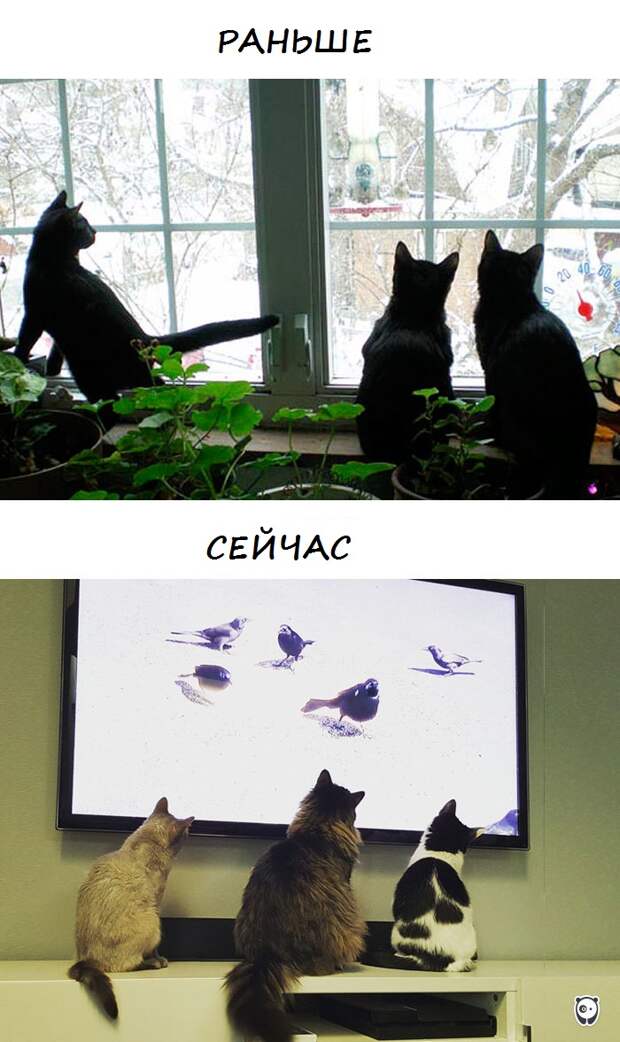 Как современные технологии изменили жизнь котов… (10 фото)