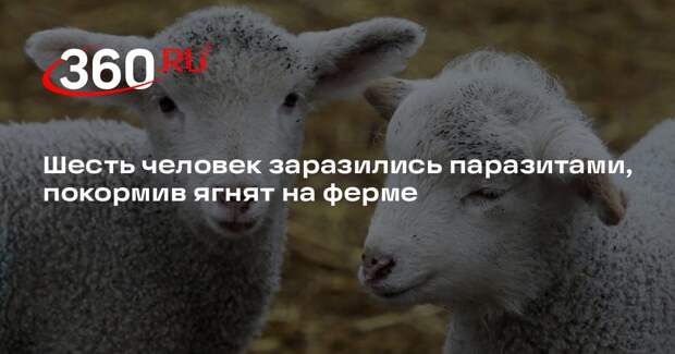 Шесть человек заразились паразитами, покормив ягнят на ферме