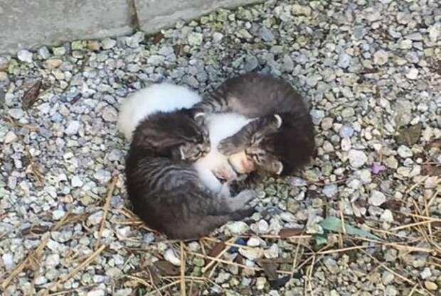 Маленькие котята как могли, согревали и оберегали свою больную сестренку и вскоре у них появилась очень необычная мама