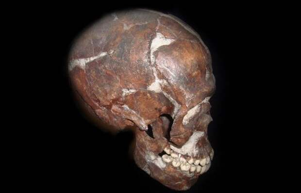 Черепу около 100 000 лет. Черепу около 100 000 лет.